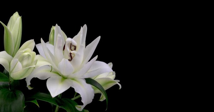 Beautiful white Lily flower blooming. Time lapse of fresh Lilly opening, isolated on black background. Holiday, love, birthday design backdrop with place for text or image. Congratulation banner