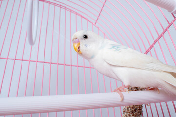 A white budgie looks out of a pink cage.