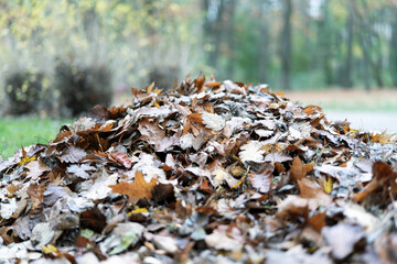 Sterta brązowych liści na tle parku