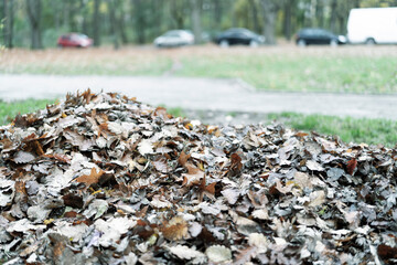 Sterta jesiennych liści, w tle zaparkowane samochody - obrazy, fototapety, plakaty