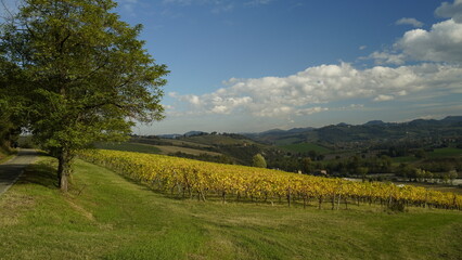 Vigneti in autunno. Colline di castelvetro terra del Lambrusco. Provincia di Modena. Emilia Romagna. Italia