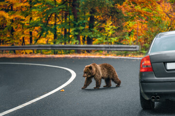 Brown bear by the car on the road