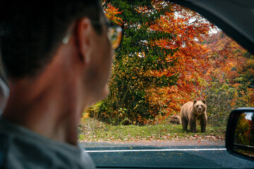 Man in car looking at bear