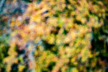 Photo d'un chêne en mode flou