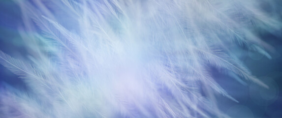 Beautiful Blue Feather Ethereal Banner Background - wide midtone blue green bokeh background with...