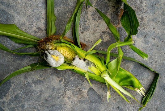 Close up of a corn cob with Corn smut (Ustilago maydis)
