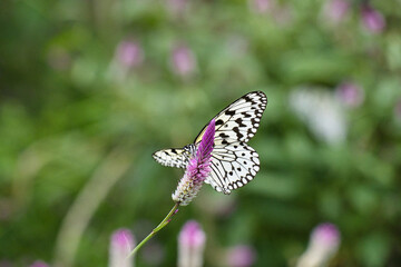 日本に生息する最大級のオオゴマダラがひらひらと舞う風景