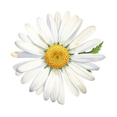 One watercolor daisy flower. Chamomile on white - obrazy, fototapety, plakaty