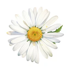 Foto op Plexiglas One watercolor daisy flower. Chamomile on white © dashtik