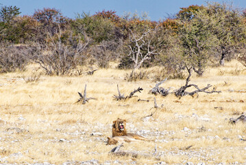 Fototapeta na wymiar Lion in the Etosha National Park