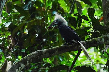 Borneo's White-Crowned Hornbill 
