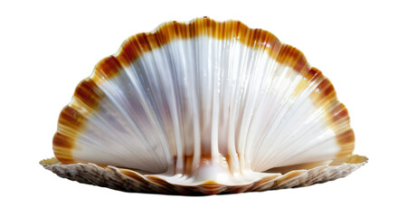 shell white background, isolate, png