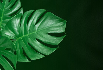 Tropical leaves Monstera on dark background. Flat lay, top view.