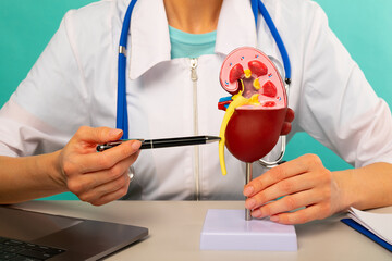 Doctor showing pen on plastic model human kidney closeup
