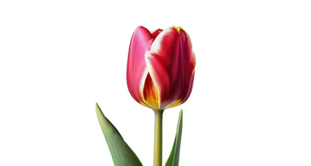 red and yellow tulips white background, isolate, png