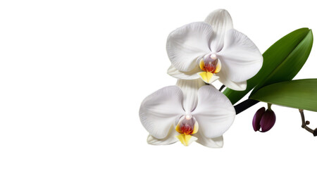 Obraz premium white orchid white background, isolate, png