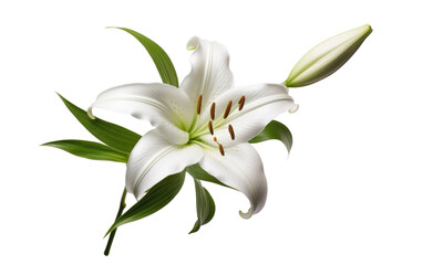 Fototapeta na wymiar Graceful Lily Flower on Transparent Background