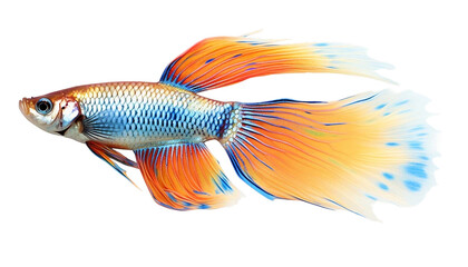 Fototapeta premium A 3d Guppy