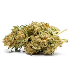 Realistic marijuana buds with isolated on transparent