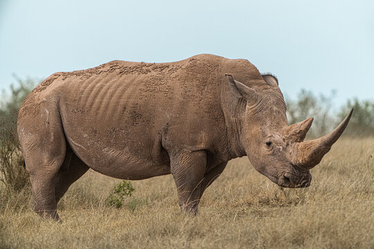 Lone rhino in the savanah