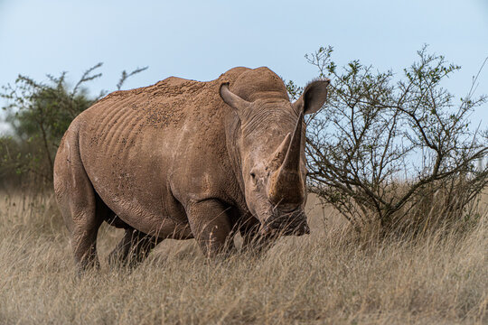 Lone rhino in the savanah