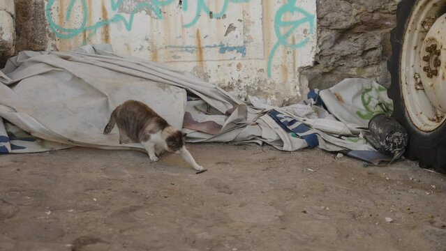 Homeless cat playing in slums in a port in Ericeira, Portugal.