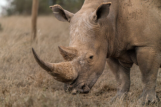 Massive rhino up close