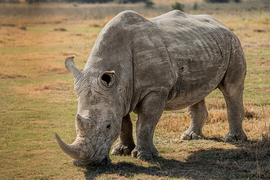 Massive rhino on the grass