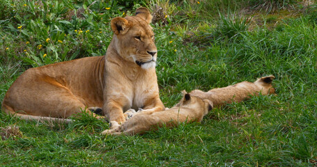 African Lion, panthera leo, Mother and Cub