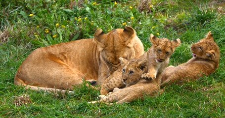 African Lion, panthera leo, Mother and Cub