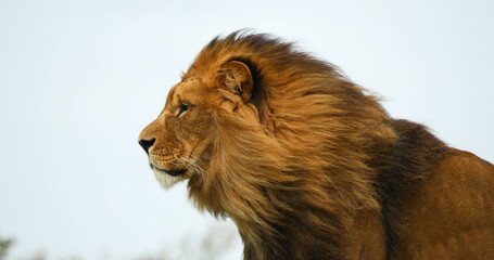 African Lion, panthera leo, Male with a nice Mane