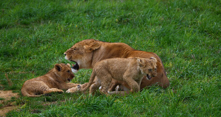 African Lion, panthera leo, Mother and Cub