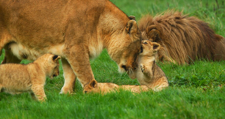 African Lion, panthera leo, Group with Male Female and Cub
