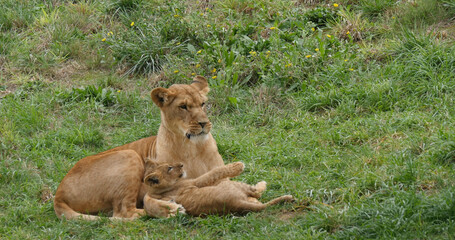 African Lion, panthera leo, Mother and Cub