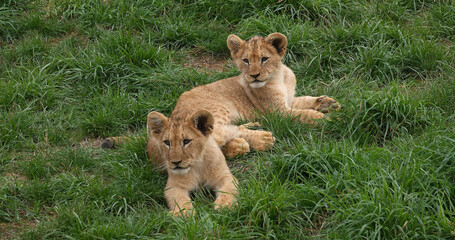 African Lion, panthera leo, Cub Playing