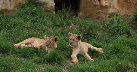 African Lion, panthera leo, Cub Playing