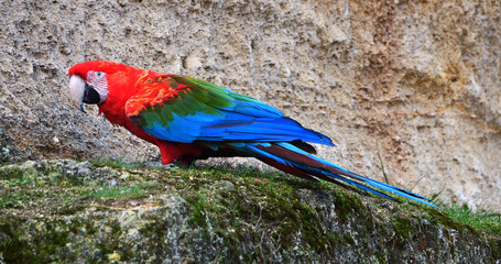 Red-and-Green Macaw, ara chloroptera, Adult standing on Cliff © slowmotiongli