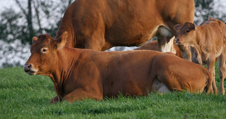 Limousin Domestic Cattle, Cows and Calves, Loire Countryside in France