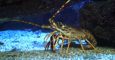 Spiny Lobster, palinurus elephas, Seawater Aquarium in France