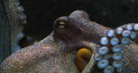 Common Octopus, octopus vulgaris, Adult showing Tentacles, Seawater Aquarium in France