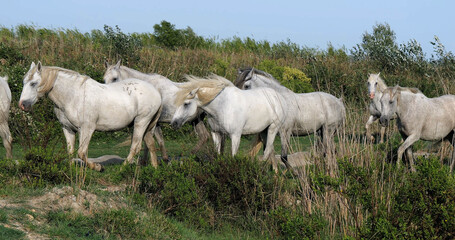 Fototapeta na wymiar Camargue Horse, Herd standing in Swamp, Saintes Marie de la Mer in Camargue, in the South of France