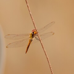 dragonfly close up