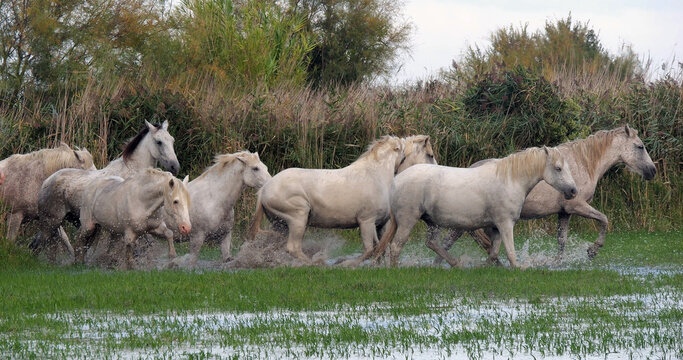 Camargue Horse, Herd standing in Swamp, Saintes Marie de la Mer in Camargue, in the South of France
