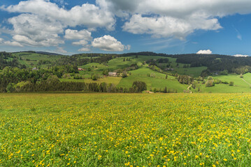 Hilly landscape with dandelion meadow and farms near St. Maergen in the Black Forest,...