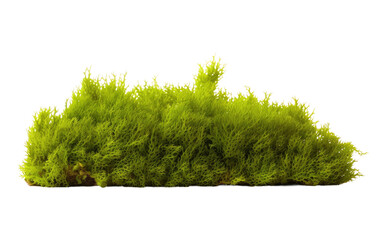 Growing with Sphagnum Moss on Transparent Background - obrazy, fototapety, plakaty