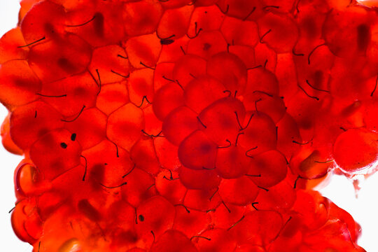 Extreme close up of a crushed raspberry
