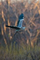 Grey heron (Ardea cinerea) 