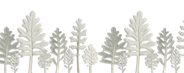 Plant pattern of Dusty Miller leaves, imitation of a forest. Transparent background with possibility to change background color. Wallpaper for cell phone or bookmark.