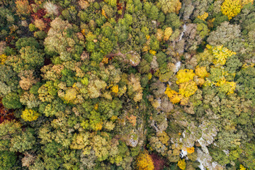 Aerial drone view of autumn foliage forest in northern Spain