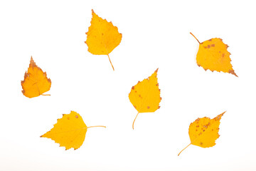 Yellow autumn birch leaves isolated on white